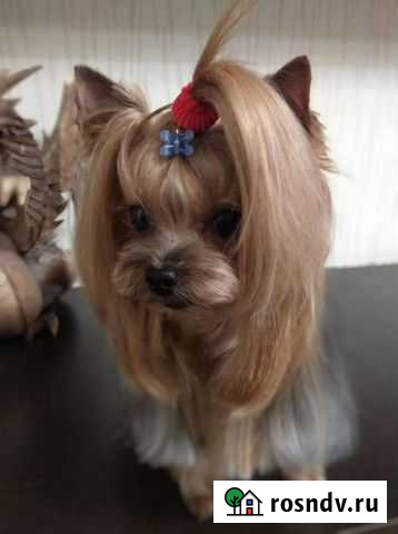 Стрижка собак Прокопьевск - изображение 1