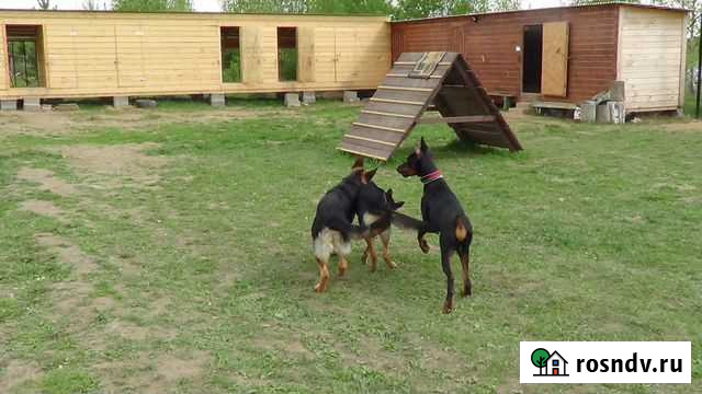 Гостиница для собак. Дрессировка Волоколамск - изображение 1