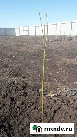 Приму бесплатно грунт Новое Атлашево - изображение 1