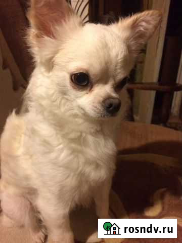 Вязка Чихуахуа Брянск - изображение 1