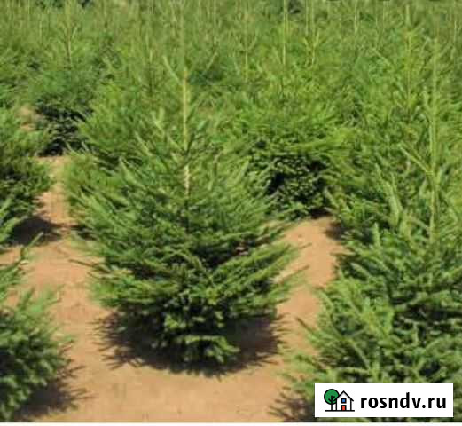 Саженцы Уфа - изображение 1