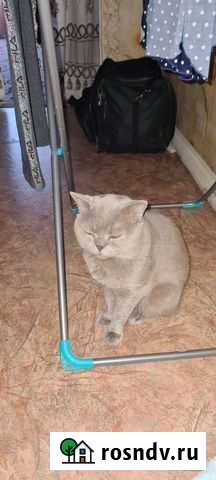 Британский кот вязка Бугуруслан - изображение 1