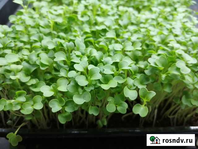 Микрозелень- витамины на ваш стол) Соликамск - изображение 1