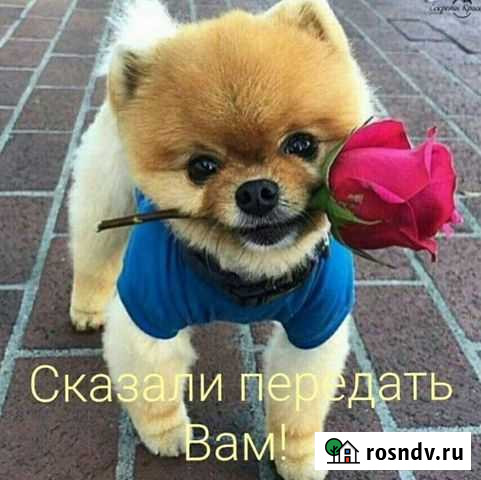 Услуги грумера Курск - изображение 1