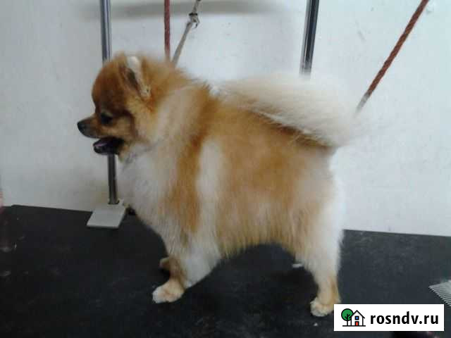 Стрижка собак и кошек Хабаровск - изображение 1