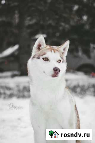 Груминг собак и кошек Тюмень - изображение 1