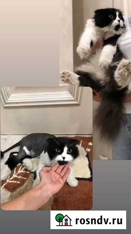 Стрижка кошек Махачкала - изображение 1