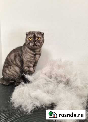 Груминг кошек Пермь - изображение 1