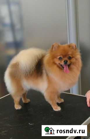 Стрижка собак и кошек с выездом Уфа - изображение 1