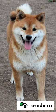 Кобель шиба ину(сиба) для вязки Симферополь - изображение 1