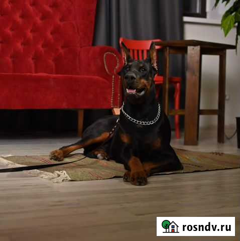 Аренда добермана на фотоссесию Уфа - изображение 1