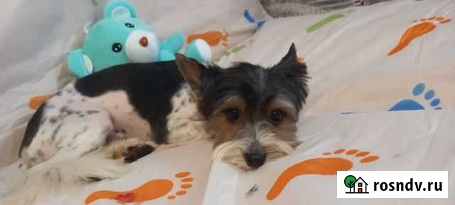 Стрижка собак и кошек Белгород - изображение 1