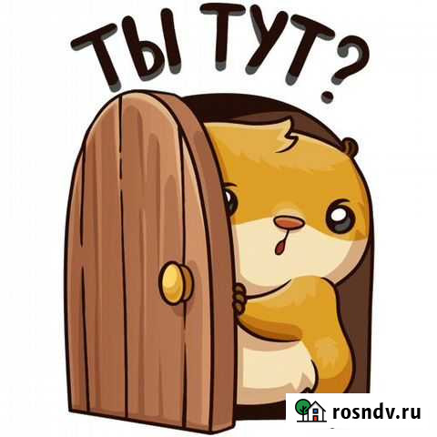 Домашняя передержка мелких животных, у меня дома Москва - изображение 1