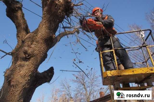 Спил деревьев распил корчевание вывоз Краснодар - изображение 1