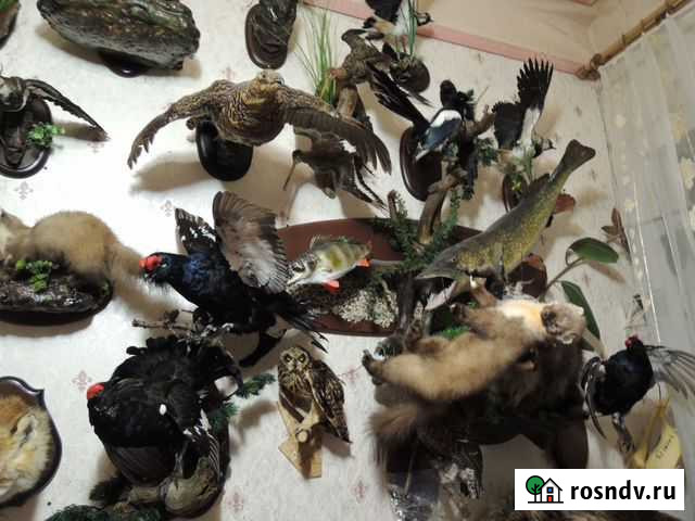 Изготовление чучел птиц и зверей из Ваших трофеев Нижний Новгород - изображение 1