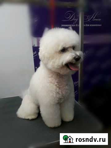 Обучение грумингу (стрижка собак и кошек) с трудоу Калуга - изображение 1