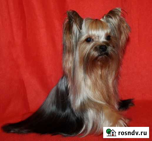 Инструктор по вязке собак Новокузнецк - изображение 1