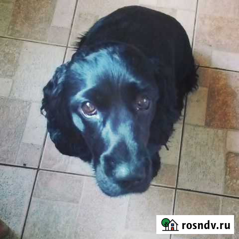 Спаниель ищет невесту Санкт-Петербург - изображение 1