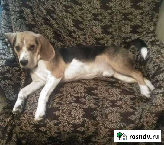 Бигль вязка Краснодар - изображение 1