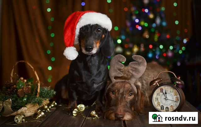 Передержка собак Быково - изображение 1