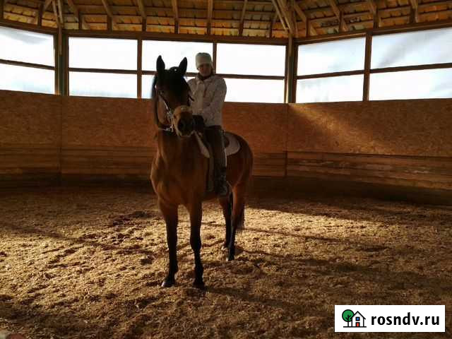 Лошадь в аренду Агалатово - изображение 1