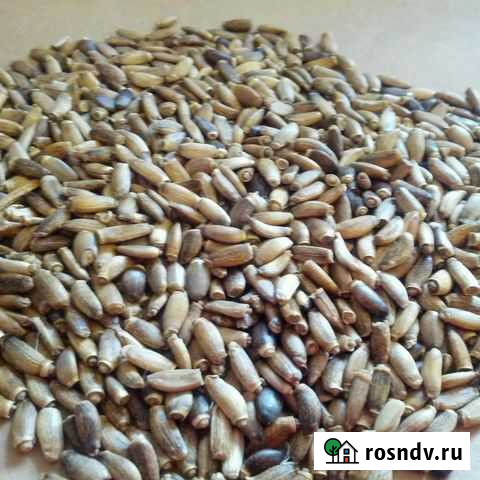 Расторопша семена 2021г Пермь - изображение 1