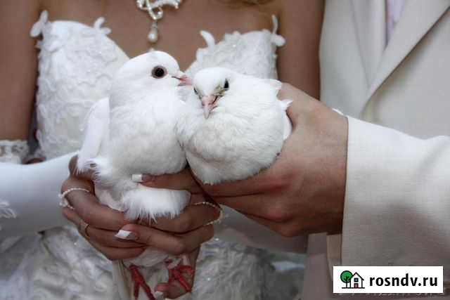 Ведущая (тамада), Ди-джей. Свадьбы, юбилеи Калуга - изображение 1