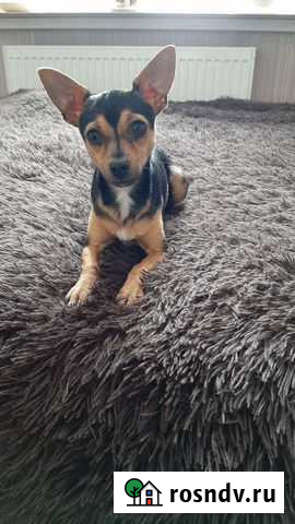 Русский той терьер вязка Курганинск - изображение 1