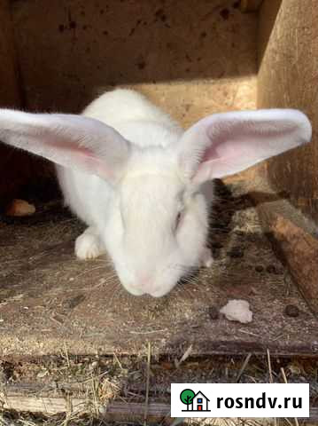 Мясо кролика Пермь - изображение 1