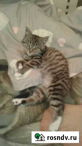 Передержка животных Старый Оскол - изображение 1