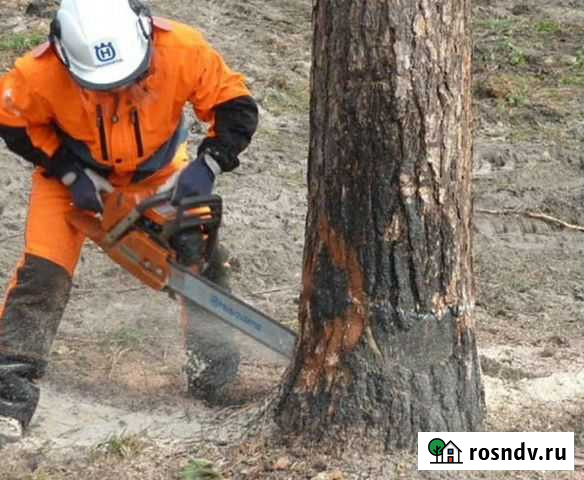 Спилить дерево Махачкала - изображение 1