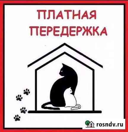 Передержка животных Тула