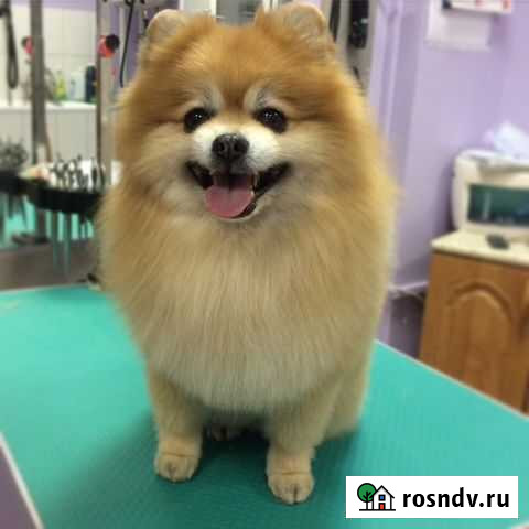 Профессиональные стрижки собак и кошек Липецк - изображение 1