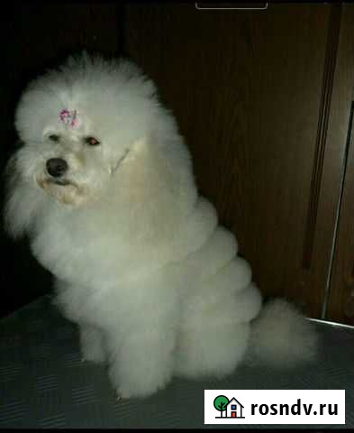 Стрижки собак и кошек Артемовский - изображение 1