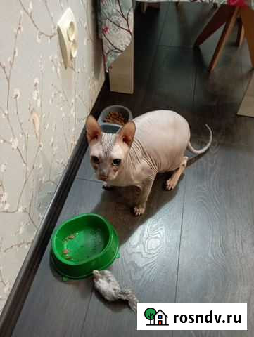 Передержка животных Ярославль - изображение 1