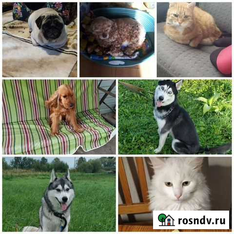Передержка, зоогостиница, зоотакси Кингисепп - изображение 1