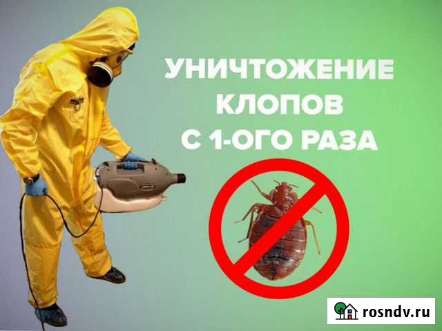 Уничтожение клопов тараканов муравьёв крыс Санкт-Петербург - изображение 1