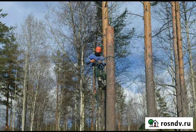 Спил деревьев Большая Ижора - изображение 1
