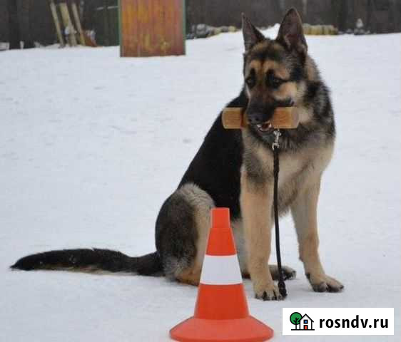 Дрессировка собак,передержка,хендлер на выставку Казань - изображение 1
