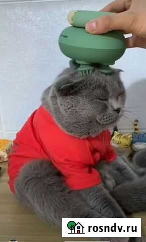 Зооняня, уход за питомцем Сургут - изображение 1