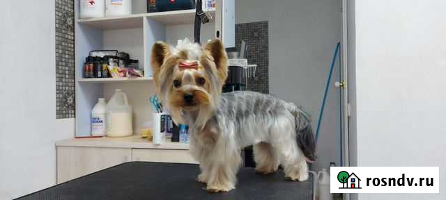 Стрижка Собак и Кошек Курган - изображение 1