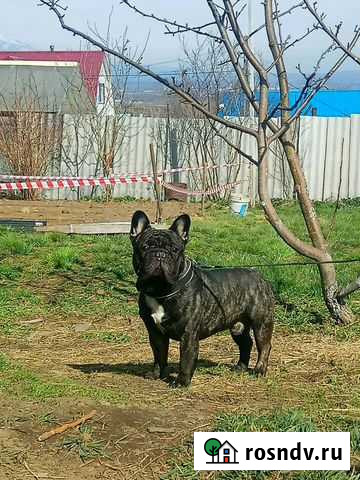 Передержка животных Елизово - изображение 1