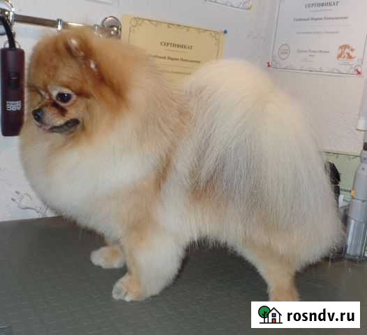 Стрижка собак. Домашний груминг Череповец - изображение 1