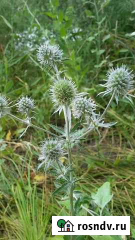 Шугаринг Россошь - изображение 1