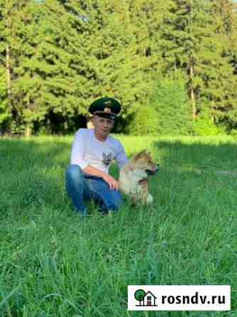 Профессиональная дрессировка собак/передержка Ижевск