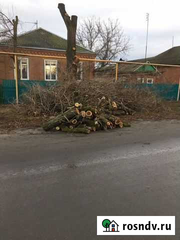 Вяз бесплатно, самовывоз Багаевская - изображение 1