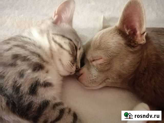 Передержка собак. Догситтер Екатеринбург - изображение 1