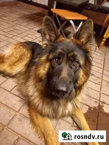 Случка собак Рузаевка - изображение 1