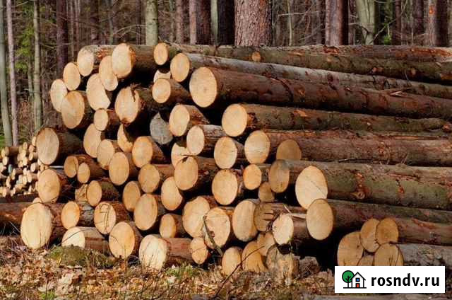 Лес Кругляк сосна Свень - изображение 1