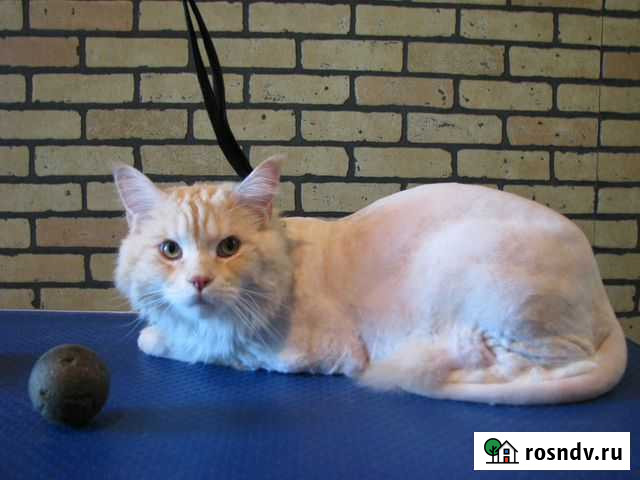 Домашние стрижки маленьких собак и кошек Улан-Удэ - изображение 1